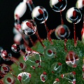 A fairly close look at the leaves shows off the glands.