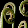 The  inflorescences unfurl in the spring.