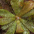 A rosette in cultivation.