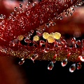 A view of the yellow structures that typify this species.