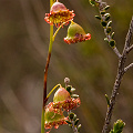 Drosera huegelii