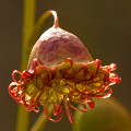 A single leaf, Western Australia.