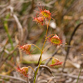 Drosera huegelii