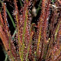 Drosera x hybrida