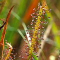 Drosera x hybrida