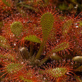 Drosera x nagamotoi