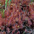 Drosera x obovata