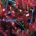 Drosera obovata eating blue dragonflies.