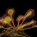 A small plant of D. rotundifolia x anglic ancestry.