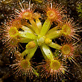 Drosera nitidula x pulchella