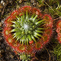 Drosera nitidula x pygmaea 