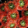 Drosera nitidula x pygmaea