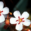 Drosera patens x pulchella