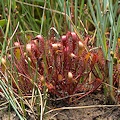 Drosera x woodii