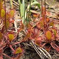 Drosera x woodii