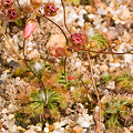 Plants being grown in large numbers.