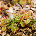 A closer view of flowering plants.