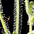 Drosera indica