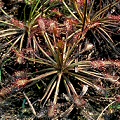 Drosera intermedia