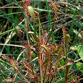 Drosera intermedia