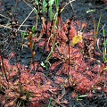 Drosera intermedia