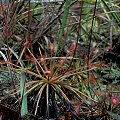 Drosera intermedia