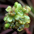 Drosera intermedia