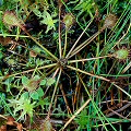 Drosera intermedia