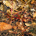 Drosera intermedia