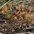 Drosera intermedia