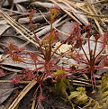 Drosera intermedia