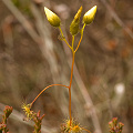 An unfurling inflorescences, Western Australia.