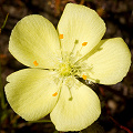 One of the yellow-flowering plants, Western Australia.