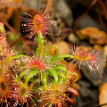 Plants in cultivation, after a rain shower.