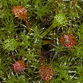 Drosera linearis