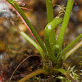 Drosera linearis