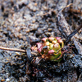 Drosera linearis