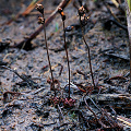 Drosera linearis