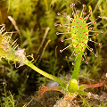 A seedling from Montana in cultivation.