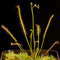 A plant from the Bruce Peninsula in cultivation.