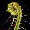 Drosera linearis