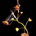 Drosera macrantha