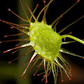 Drosera macrantha