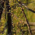 A plant climbing a tree, Western Australia.