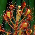 Drosera madagascariensis