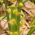 A single plant, Western Australia.