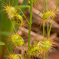 Drosera marchantii