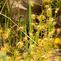 Many plants, Western Australia.