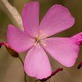 Drosera menziesii