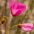 Nice red-pink flowers, Western Australia.